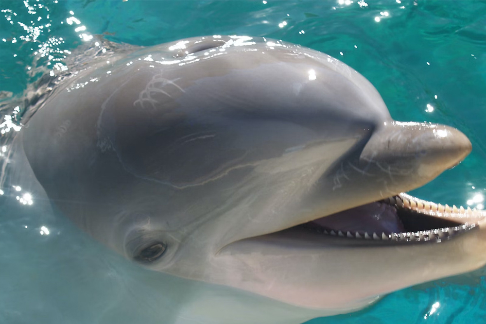 Zoo Aquarium de Madrid - Image 6 of 6