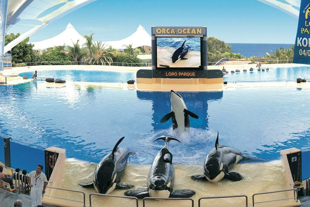 Entrada a Loro Parque - Image 1 of 8