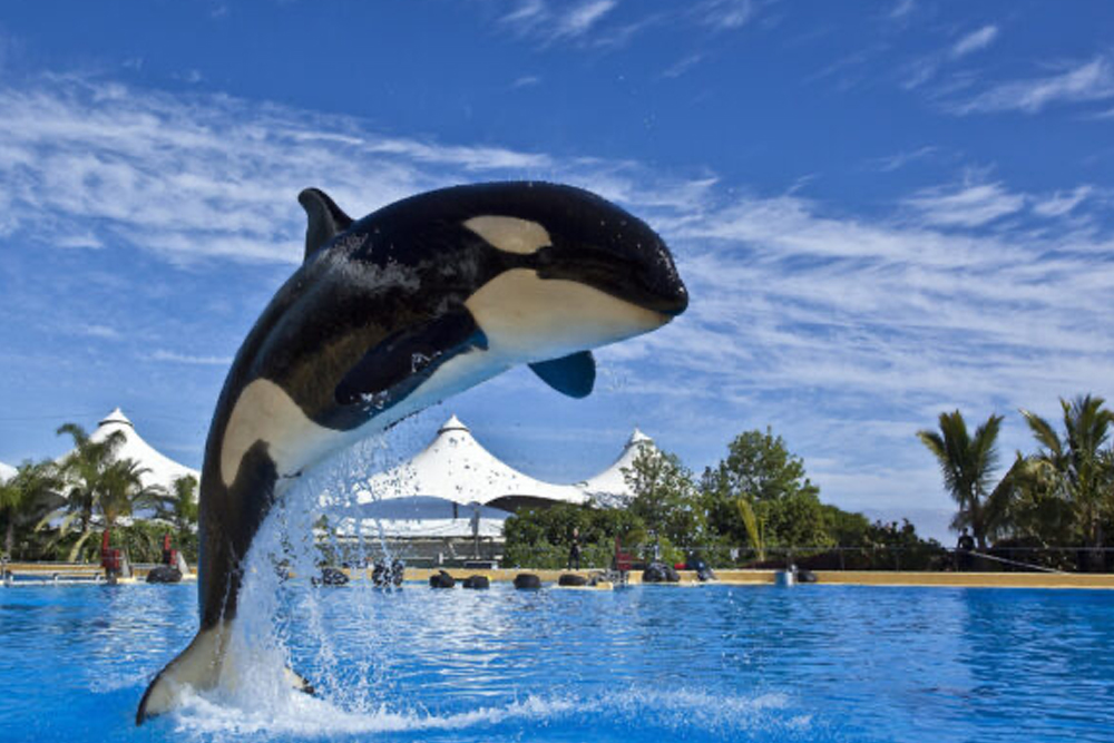 Entrada a Loro Parque - Image 3 of 8