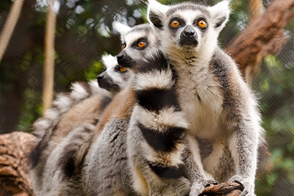 Entrada a Loro Parque - Imagen 4 de 5
