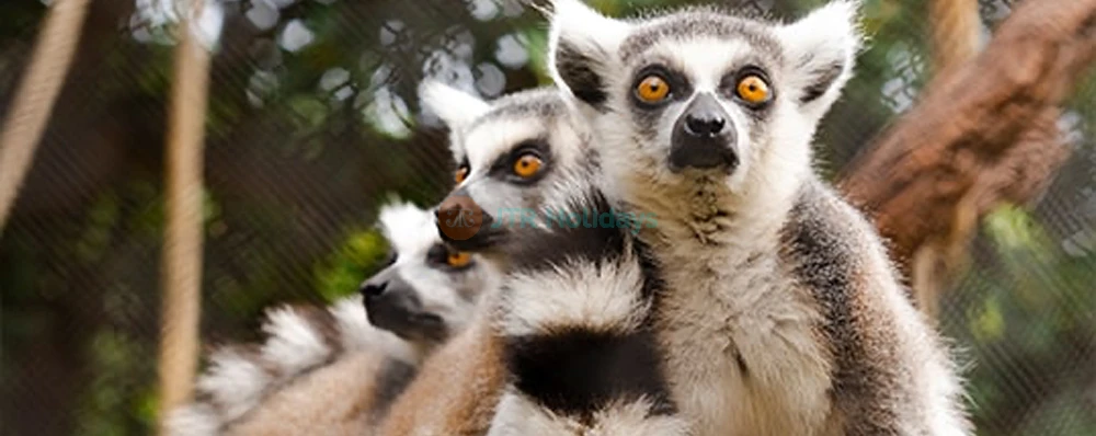 Loro Parque Ticket | Experience Tenerife’s Top Wildlife Park - JTR Holidays - Image 4 of 5