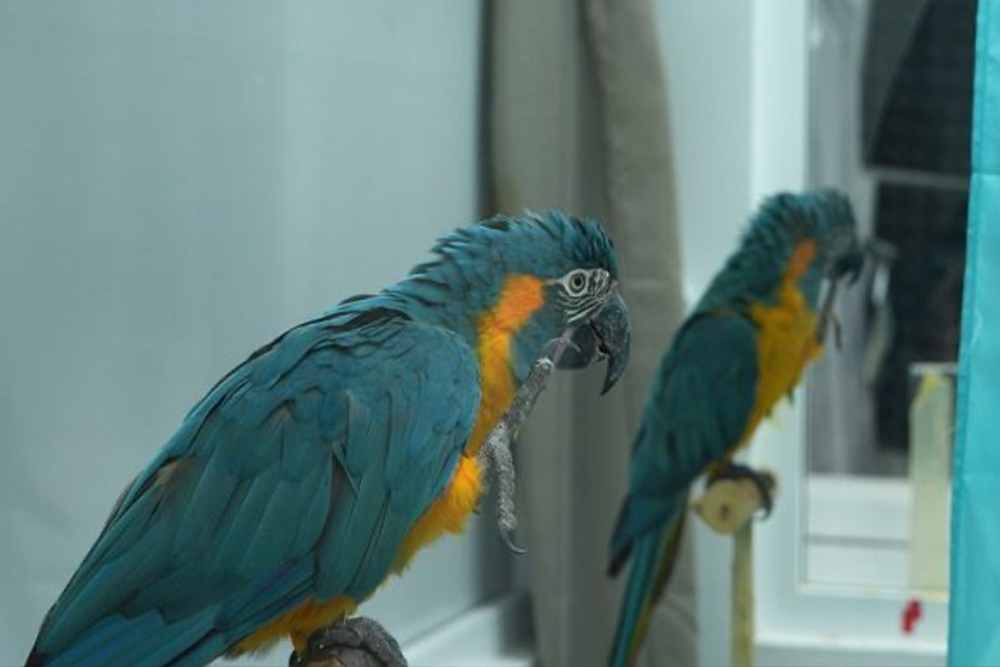 Entrada a Loro Parque - Image 5 of 8