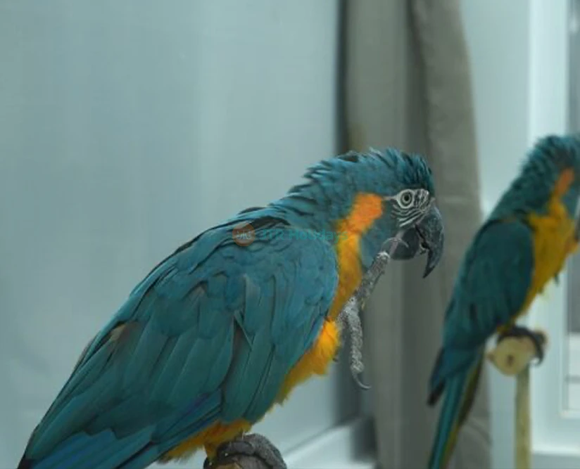 Loro Parque Ticket | Experience Tenerife’s Top Wildlife Park - JTR Holidays - Image 5 of 5