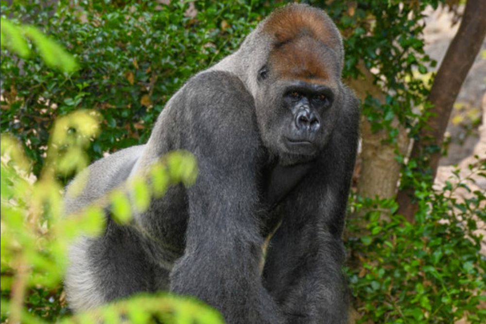 Entrada a Loro Parque - Image 6 of 8