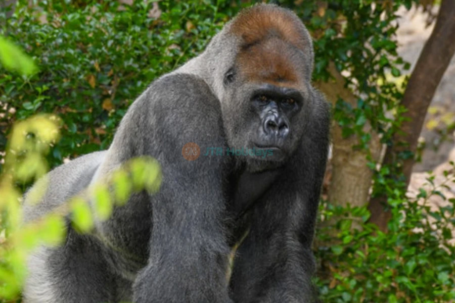 Loro Parque Ticket | Experience Tenerife’s Top Wildlife Park - JTR Holidays - Image 6 of 8