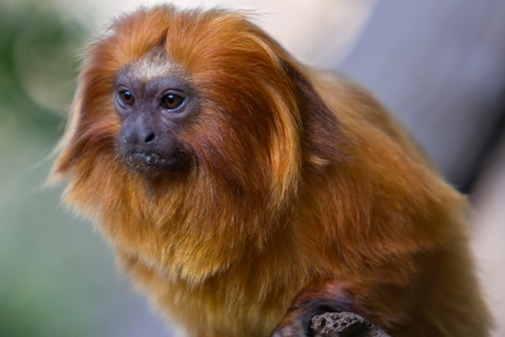 Entrada a Loro Parque - Image 7 of 8