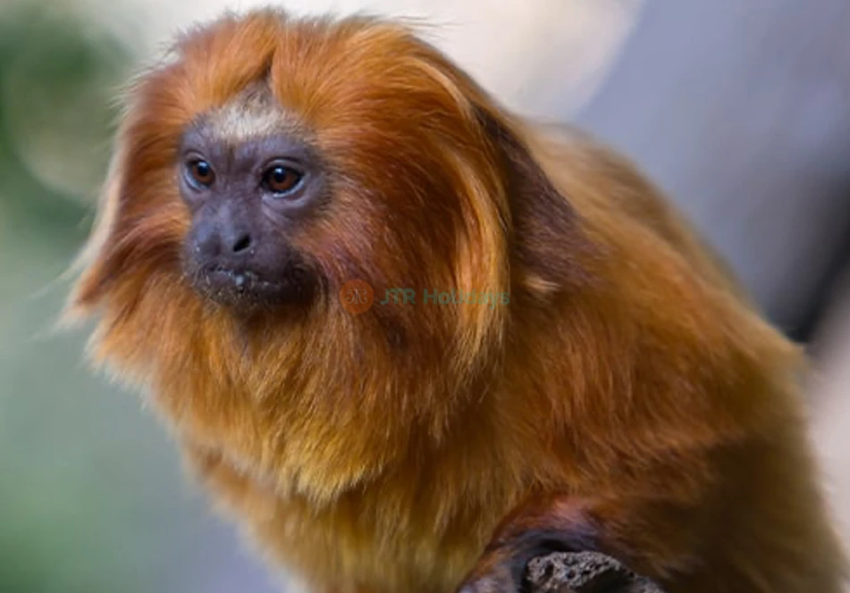 Loro Parque Ticket | Experience Tenerife’s Top Wildlife Park - JTR Holidays - Image 7 of 8