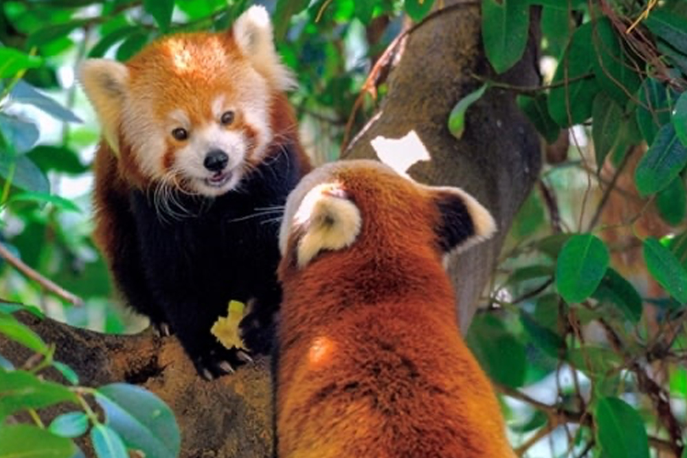 Entrada a Loro Parque - Image 8 of 8