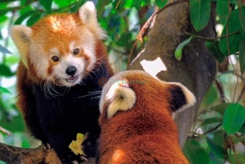 Loro Parque Ticket | Experience Tenerife’s Top Wildlife Park - JTR Holidays - Image 8 of 8