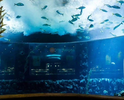 Entrada al Acuario Poema del Mar en España - Obtén tu entrada para el Acuario Poema del Mar y explora un impresionante mundo submarino en España. Observa fauna marina exótica, arrecifes de coral vibrantes y exhibiciones oceánicas impresionantes. Disfruta de experiencias interactivas y galerías transparentes para una aventura inmersiva. Experimenta la belleza de los ecosistemas marinos en el Acuario Poema del Mar. Entrada al Acuario Poema del Mar en España - Imagen 2 de 5