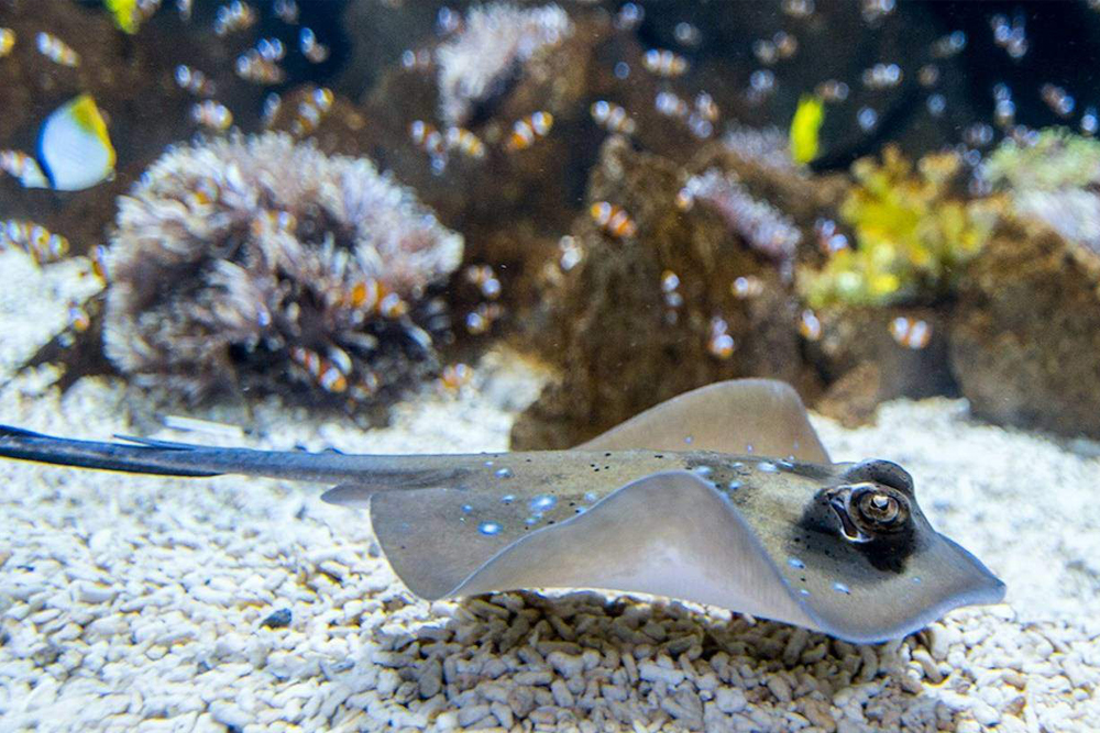 西班牙海之诗水族馆门票 - Image 3 of 7