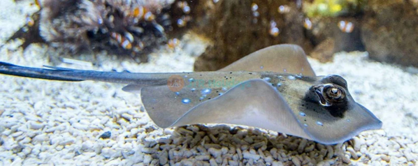 Entrada al Acuario Poema del Mar en España - Obtén tu entrada para el Acuario Poema del Mar y explora un impresionante mundo submarino en España. Observa fauna marina exótica, arrecifes de coral vibrantes y exhibiciones oceánicas impresionantes. Disfruta de experiencias interactivas y galerías transparentes para una aventura inmersiva. Experimenta la belleza de los ecosistemas marinos en el Acuario Poema del Mar. Entrada al Acuario Poema del Mar en España - Imagen 3 de 5