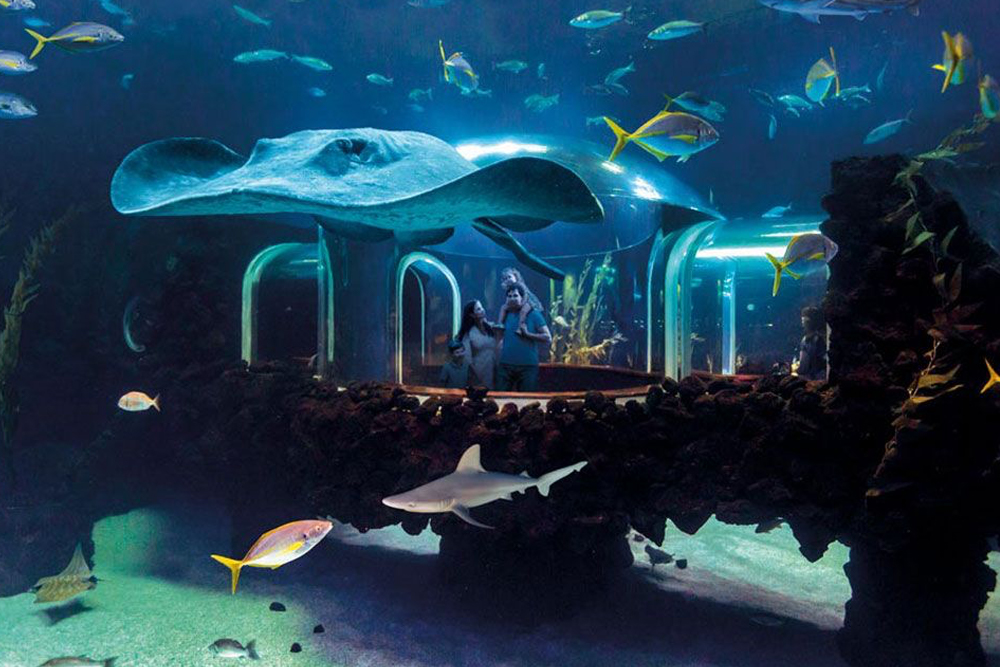 Entrada al Acuario Poema del Mar en España - Imagen 5 de 5