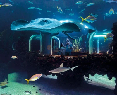 Entrada al Acuario Poema del Mar en España - Obtén tu entrada para el Acuario Poema del Mar y explora un impresionante mundo submarino en España. Observa fauna marina exótica, arrecifes de coral vibrantes y exhibiciones oceánicas impresionantes. Disfruta de experiencias interactivas y galerías transparentes para una aventura inmersiva. Experimenta la belleza de los ecosistemas marinos en el Acuario Poema del Mar. Entrada al Acuario Poema del Mar en España - Imagen 5 de 5