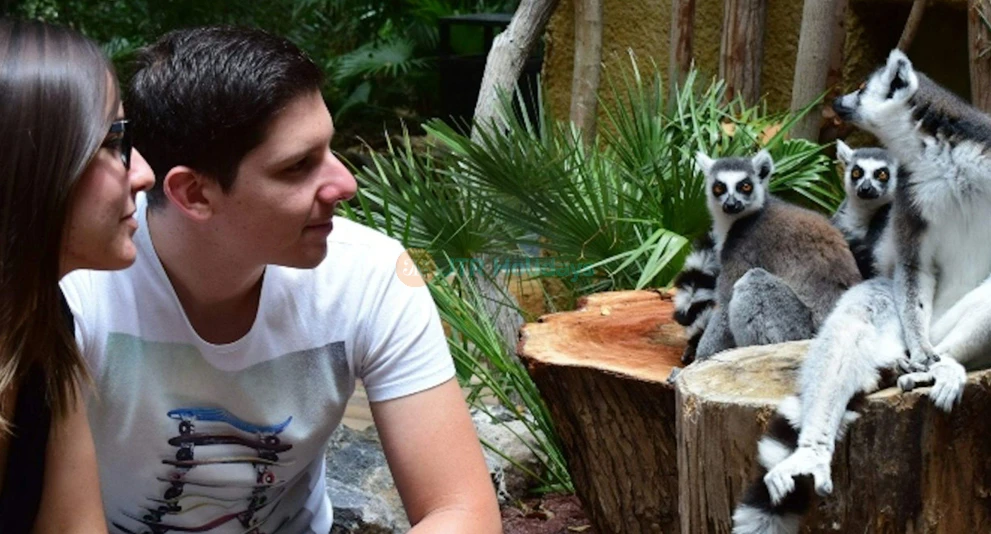 Jungle Park Ticket | Explore Wildlife & Adventure in Tenerife - JTR Holidays - Image 1 of 5