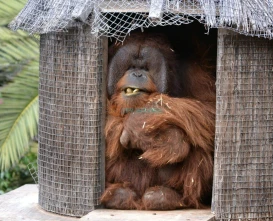 Jungle Park Ticket | Explore Wildlife & Adventure in Tenerife - JTR Holidays