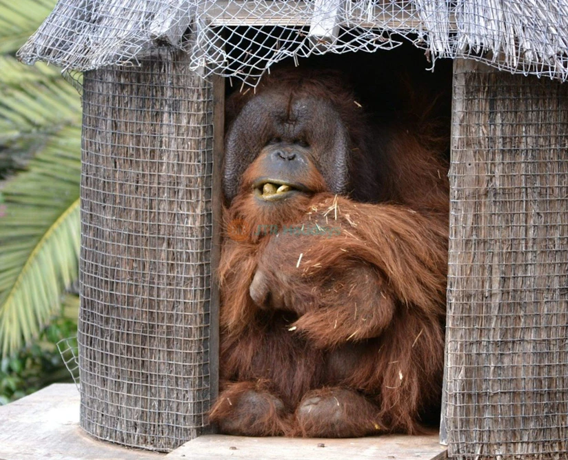 Jungle Park Ticket | Explore Wildlife & Adventure in Tenerife - JTR Holidays - Image 2 of 5