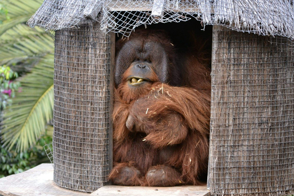 Jungle Park Ticket in Tenerife - Image 2 of 7