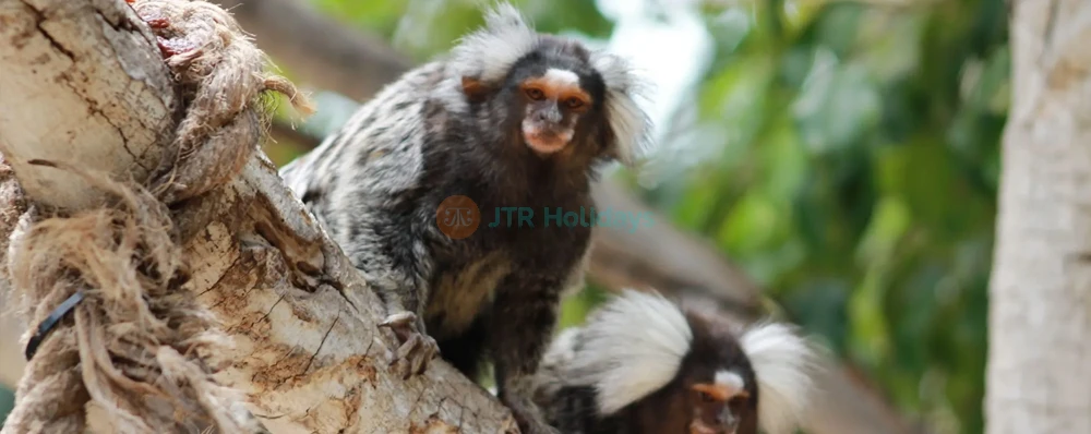 Jungle Park Ticket | Explore Wildlife & Adventure in Tenerife - JTR Holidays - Image 4 of 5