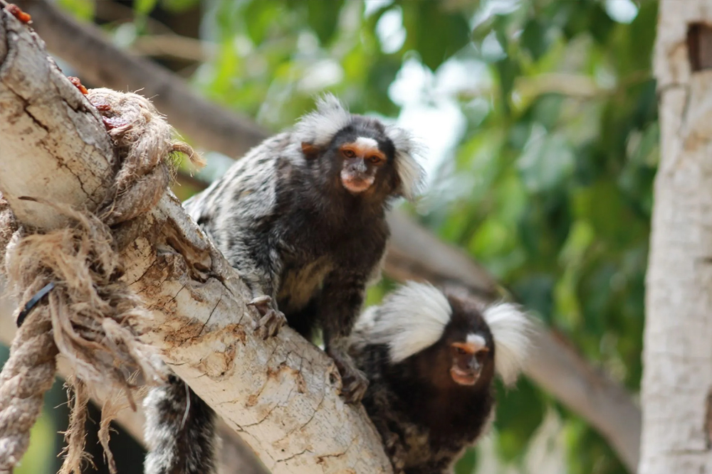 Jungle Park Ticket in Tenerife - Image 4 of 5