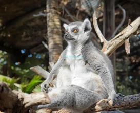 Jungle Park Ticket | Explore Wildlife & Adventure in Tenerife - JTR Holidays