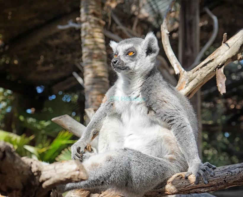 Jungle Park Ticket | Explore Wildlife & Adventure in Tenerife - JTR Holidays - Image 5 of 5