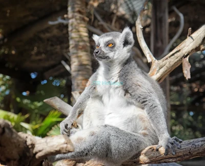 Jungle Park Ticket in Tenerife - Get your Jungle Park ticket and explore a tropical wildlife paradise in Tenerife. See exotic animals, thrilling bird of prey shows, and lush jungle landscapes. Walk through hanging bridges and adventure trails for an unforgettable experience. Enjoy nature, wildlife, and excitement at Jungle Park in Tenerife. Jungle Park Ticket in Tenerife - Image 5 of 5