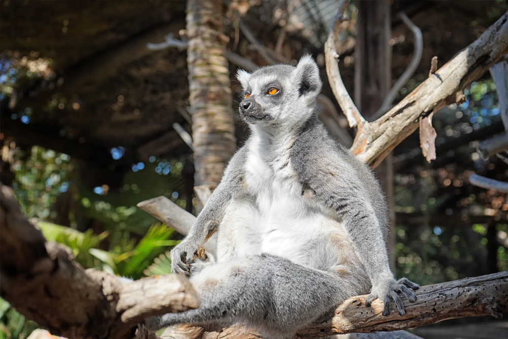 Jungle Park Ticket in Tenerife - Image 5 of 7