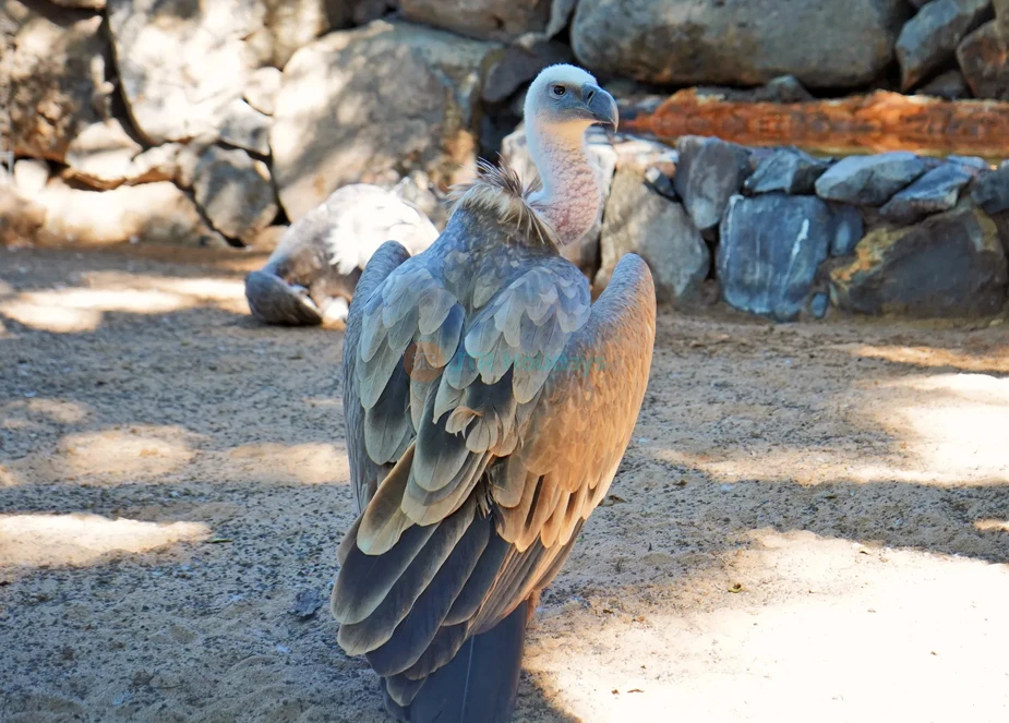 Jungle Park Ticket | Explore Wildlife & Adventure in Tenerife - JTR Holidays - Image 6 of 7