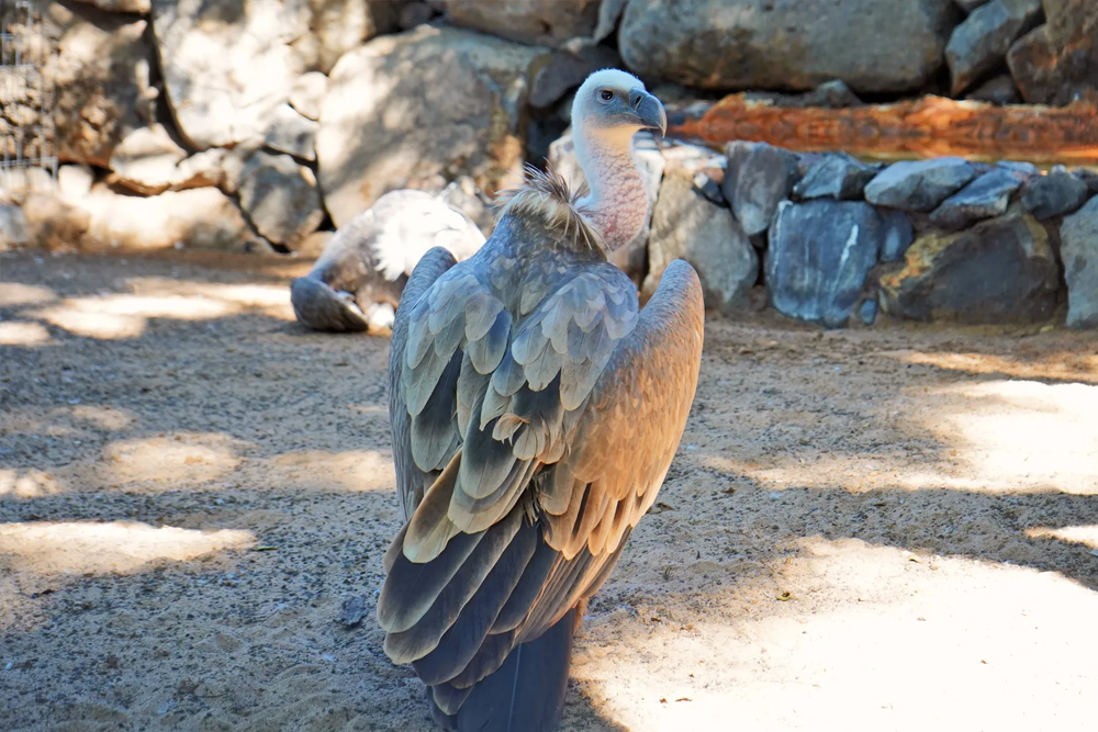 Jungle Park Ticket in Tenerife - Image 6 of 7