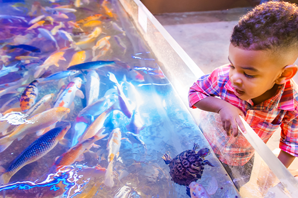 SeaQuest Las Vegas - Image 1 of 5