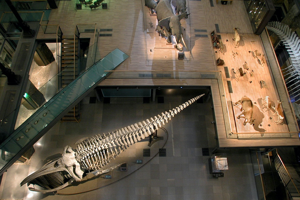 Grande Galerie de l'Évolution - Image 1 of 6