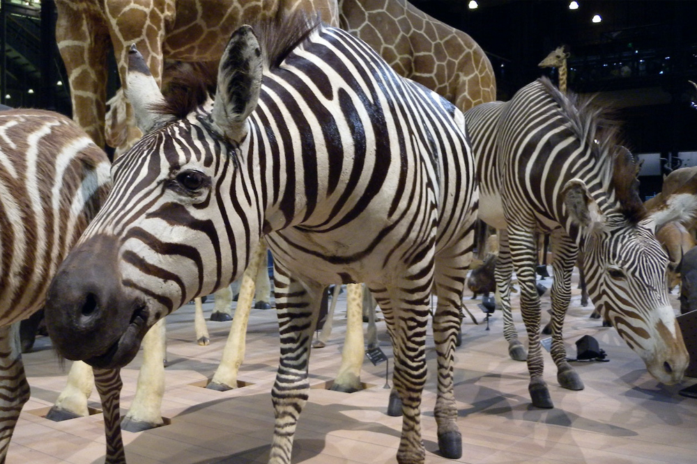 Grande Galerie de l'Évolution - Image 2 sur 5