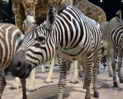 Grande Galerie de l'Évolution - Découvrez la Grande Galerie de l'Évolution à Paris, où vous pouvez explorer l'histoire fascinante de la vie sur Terre. Admirez des expositions consacrées aux animaux, à la biodiversité et au travail de célèbres naturalistes dans une splendide salle du XIXe siècle. Grande Galerie de l'Évolution - Image 2 sur 5