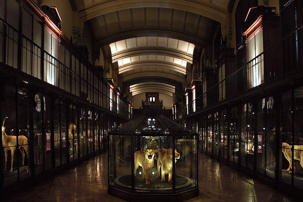 Grande Galerie de l'Évolution - Image 3 sur 5