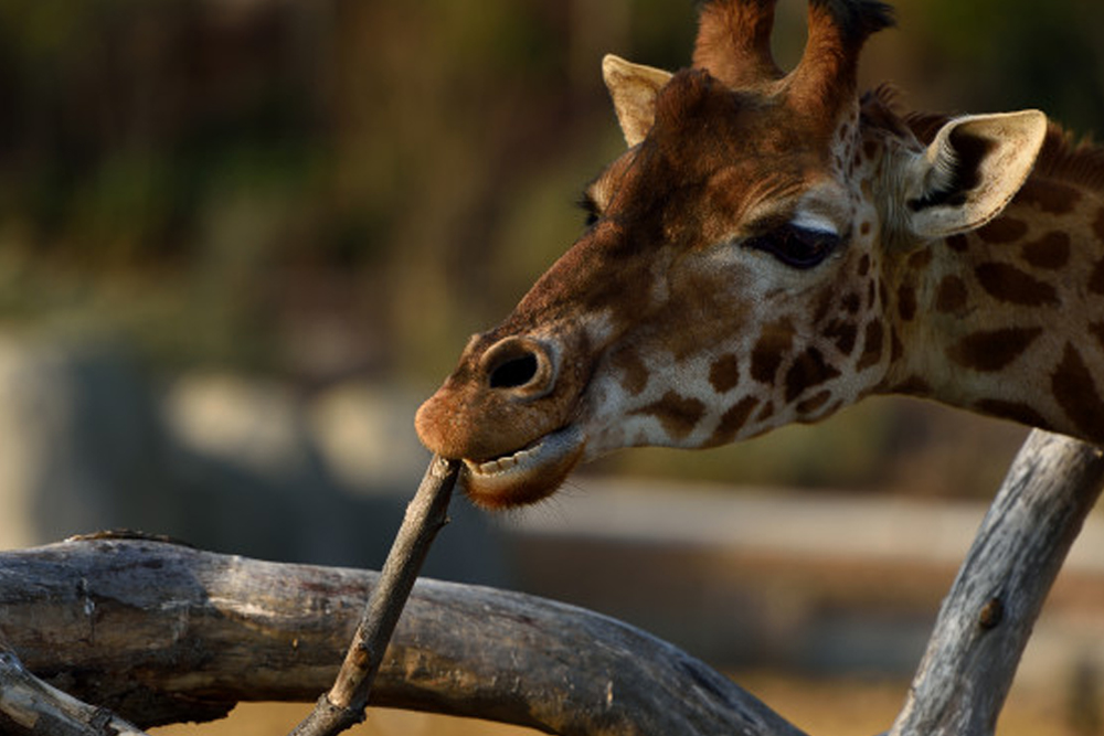 Grande Galerie de l'Évolution - Image 6 of 6