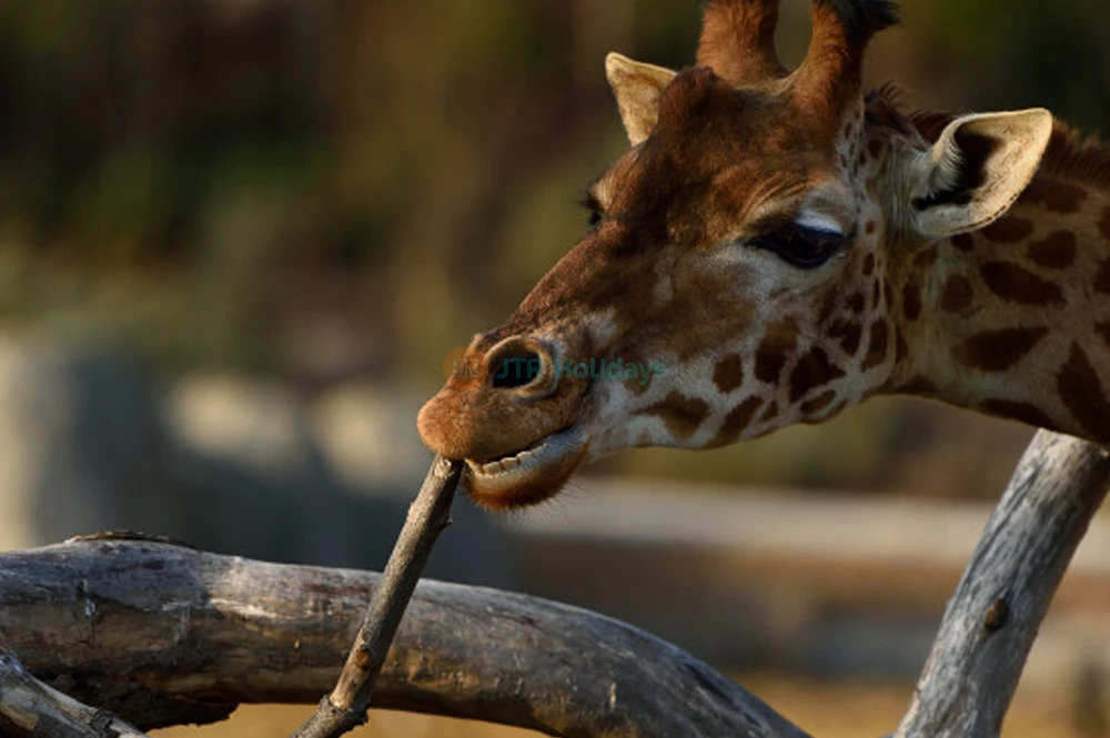 Grande Galerie de l'Évolution - Image 6 of 6