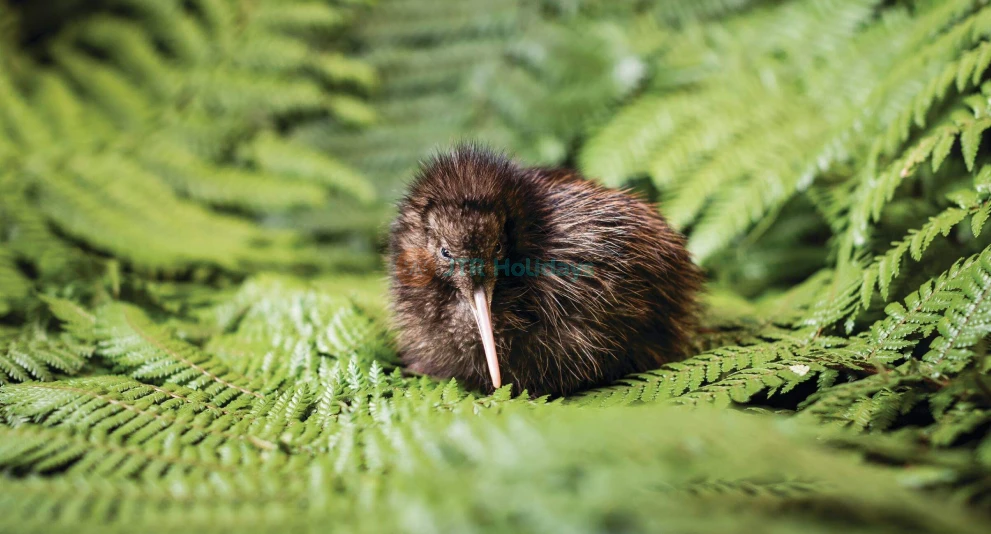 National Kiwi Hatchery Tour - Discover NZ's Iconic Bird Conservation - JTR Holidays - Image 1 of 5