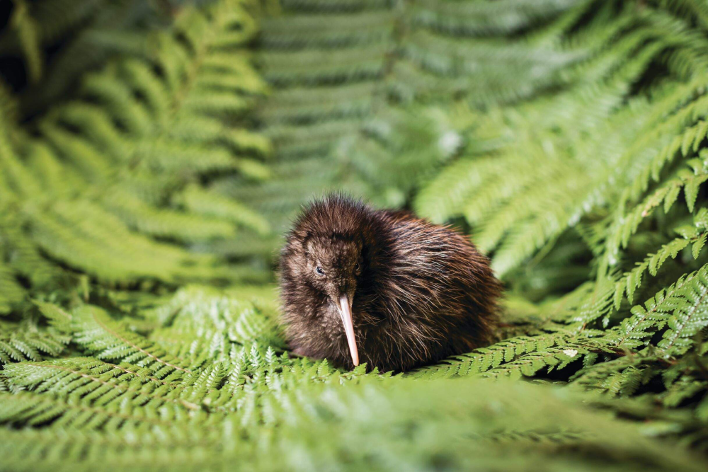 National Kiwi Hatchery - Visit the National Kiwi Hatchery and explore New Zealand's leading kiwi conservation center. Learn about the care and hatching process of kiwi chicks with expert guides. Experience the interactive Kiwi Burrow, see real kiwi in a nocturnal enclosure, and witness the dedication of kiwi specialists. A must-visit for wildlife enthusiasts and conservation supporters National Kiwi Hatchery - Image 1 of 5