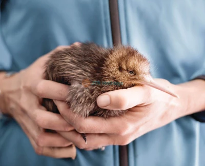 National Kiwi Hatchery - Visit the National Kiwi Hatchery and explore New Zealand's leading kiwi conservation center. Learn about the care and hatching process of kiwi chicks with expert guides. Experience the interactive Kiwi Burrow, see real kiwi in a nocturnal enclosure, and witness the dedication of kiwi specialists. A must-visit for wildlife enthusiasts and conservation supporters National Kiwi Hatchery - Image 2 of 5