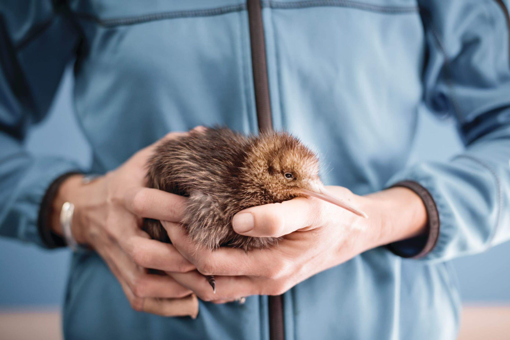 National Kiwi Hatchery - Visit the National Kiwi Hatchery and explore New Zealand's leading kiwi conservation center. Learn about the care and hatching process of kiwi chicks with expert guides. Experience the interactive Kiwi Burrow, see real kiwi in a nocturnal enclosure, and witness the dedication of kiwi specialists. A must-visit for wildlife enthusiasts and conservation supporters National Kiwi Hatchery - Image 2 of 5