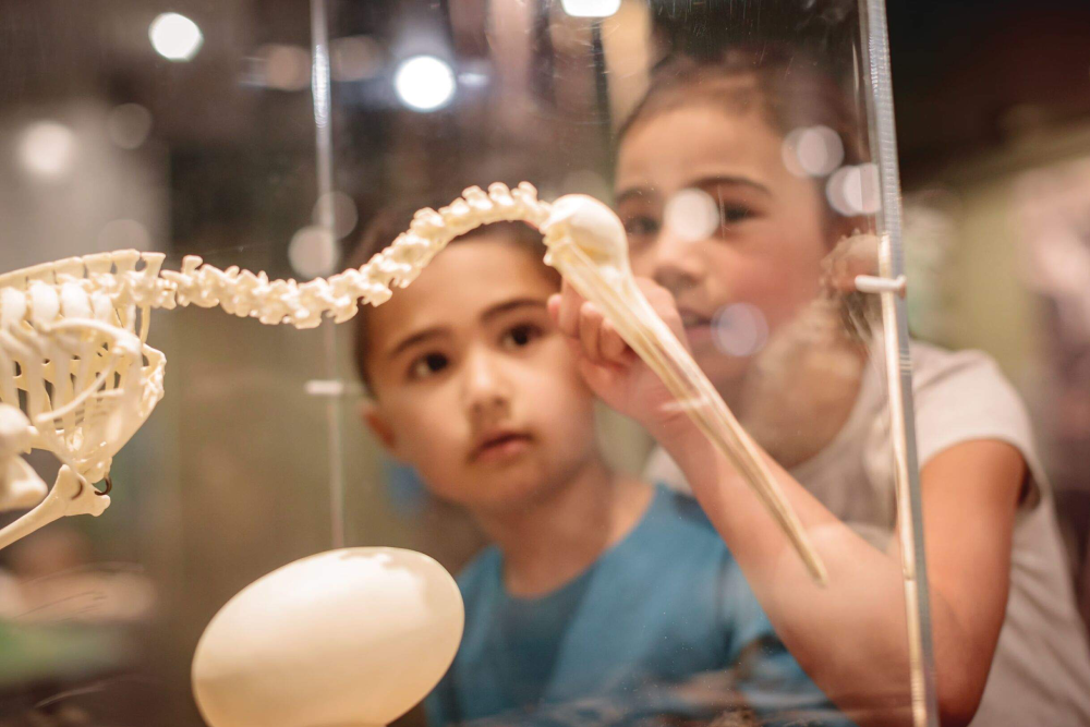 National Kiwi Hatchery - Image 3 of 7