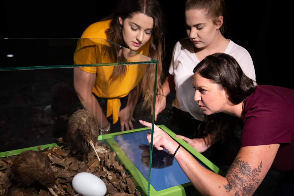 National Kiwi Hatchery - Visit the National Kiwi Hatchery and explore New Zealand's leading kiwi conservation center. Learn about the care and hatching process of kiwi chicks with expert guides. Experience the interactive Kiwi Burrow, see real kiwi in a nocturnal enclosure, and witness the dedication of kiwi specialists. A must-visit for wildlife enthusiasts and conservation supporters National Kiwi Hatchery - Image 5 of 5