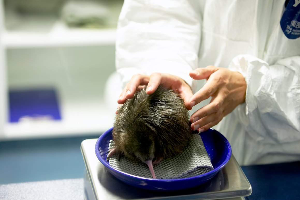 National Kiwi Hatchery - Image 6 of 7
