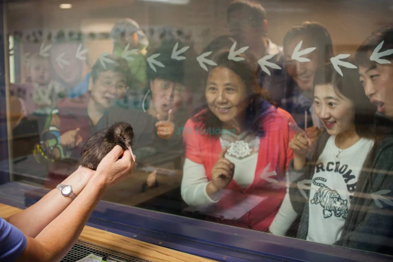 National Kiwi Hatchery Tour - Discover NZ's Iconic Bird Conservation - JTR Holidays - Image 7 of 7