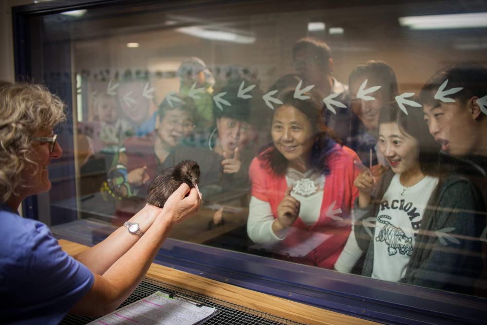 National Kiwi Hatchery - Image 7 of 7