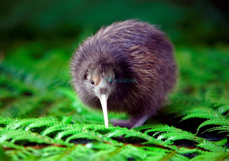 National Kiwi Hatchery