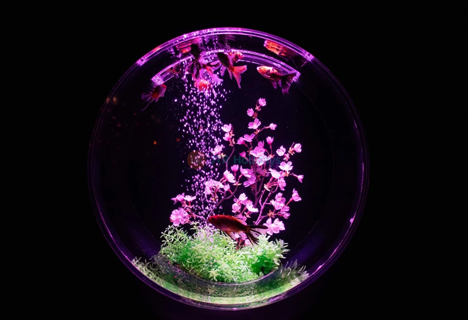 Art Aquarium Museum GINZA Ticket | Unique Tokyo Goldfish Art Experience - JTR Holidays - Image 6 of 8