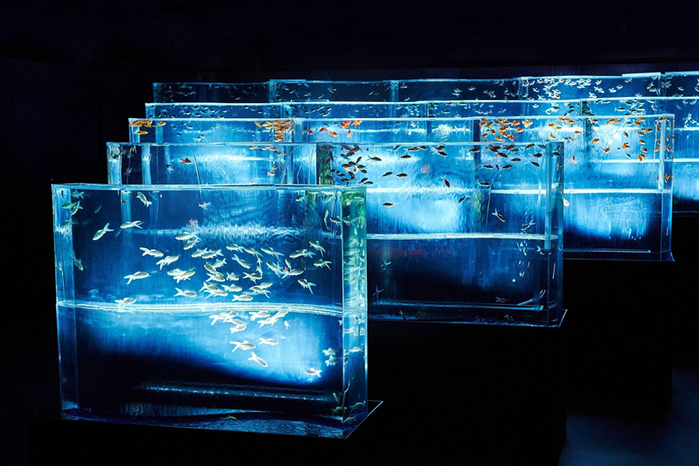 アートアクアリウム美術館 銀座 チケット - Image 8 of 8