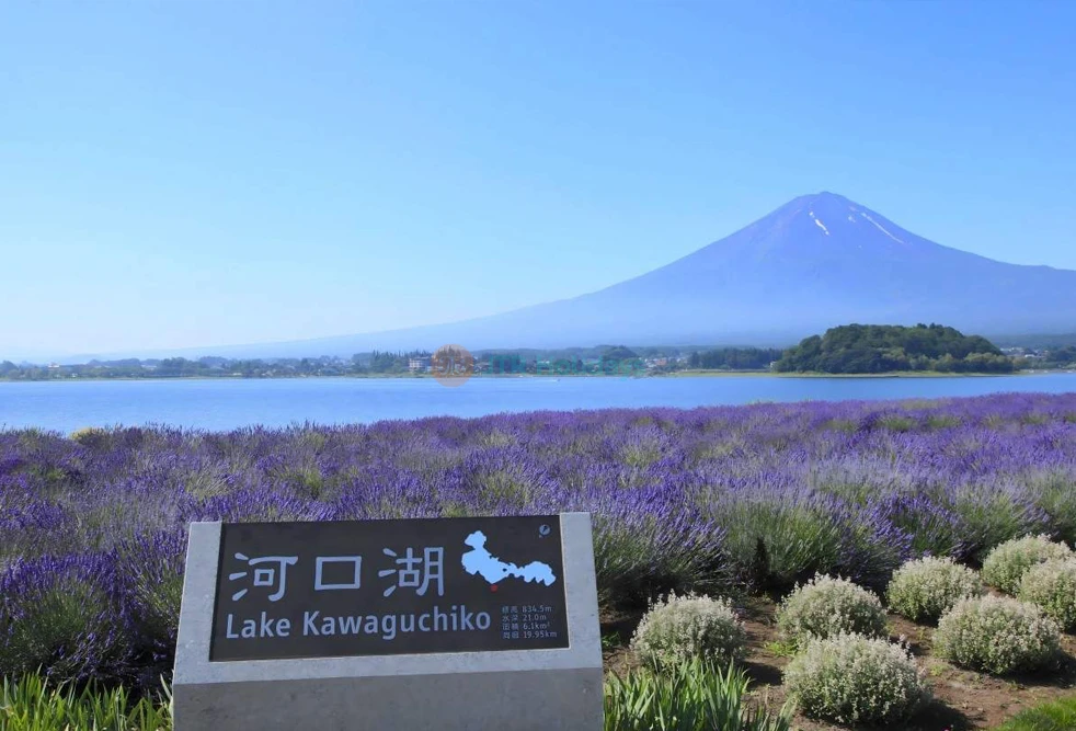 Mount Fuji Magnificent Day Tour from Tokyo | Scenic Full-Day Trip - JTR Holidays - Image 7 of 11